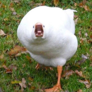 Meet your Posher, Malcolm